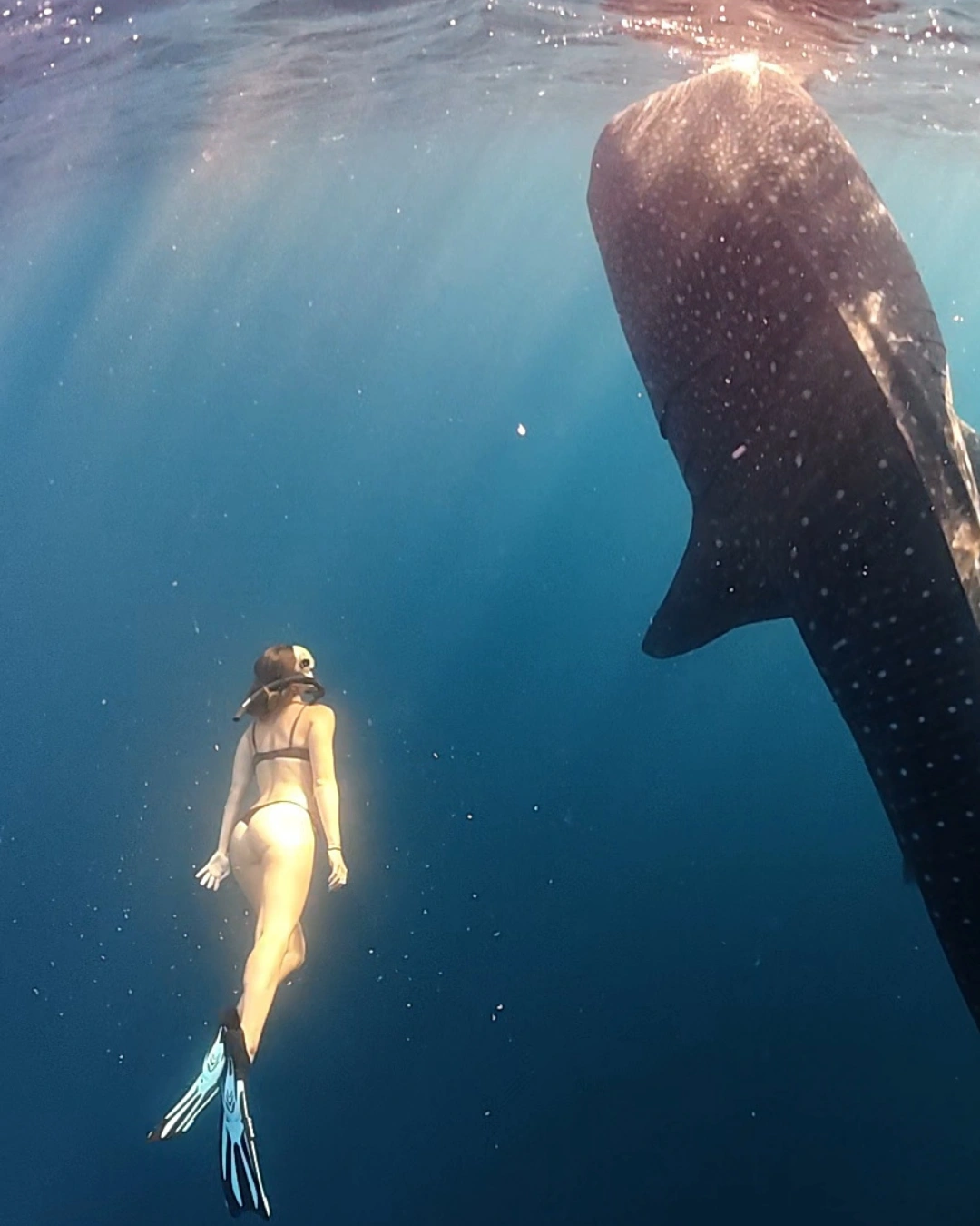 Sumbawa Whale Shark 2 Days 1 Night